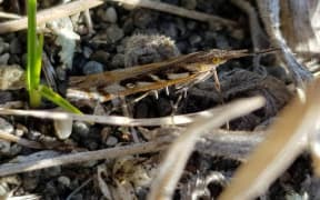 Kupea grassmoth