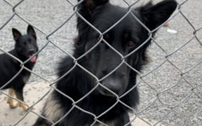 Police dog Archer and companion dog Covak react to Bach