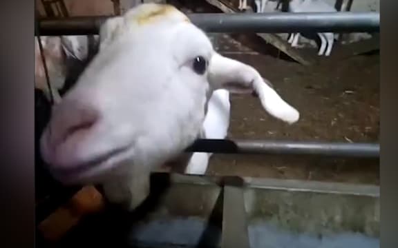 A goat from Cronkshaw fold farm.