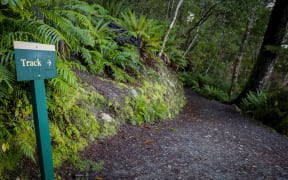 Walking Track near Te Anau