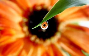 Flower through dew drop
