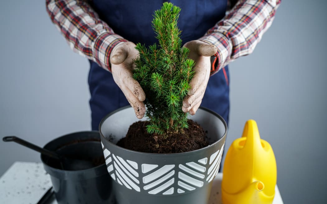 Lots of different types of trees can be grown in a pot and kept as a reusable Christmas tree. Check out spruce, fir, juniper, pines or cypress trees, or go non-traditional with a bay or pohutukawa. Talk to your garden centre about conditions at the site it will grow in during the year, how long it can grow in the pot, and if it's safe around children and animals.