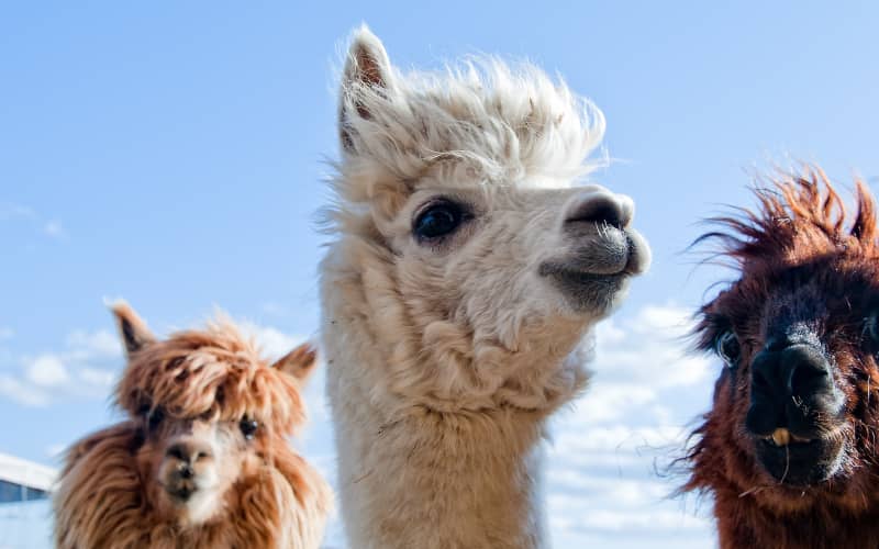 Canterbury town perplexed by grisly alpaca deaths | RNZ