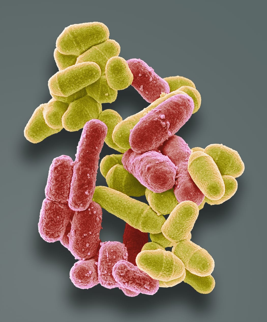 Bacteria and yeast