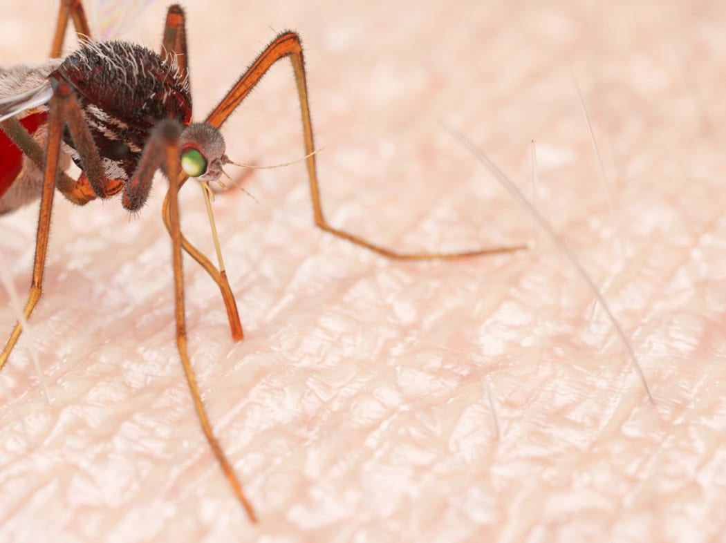 Illustration of a mosquito sucking blood.