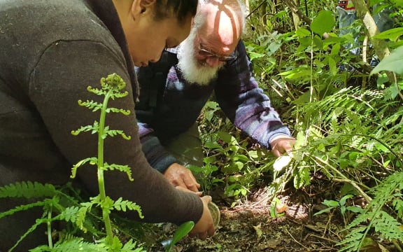 Nature photographer David Mudge helps plant Dactylanthus seeds at Zealandia ecosanctuary in Wellington.