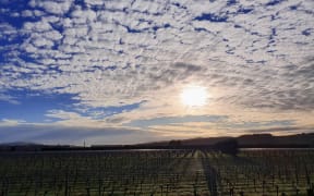 Vines in a late winter sun, Wairarapa
