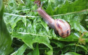 Snail Garden Nature Gastropod Salad Plant Lettuce