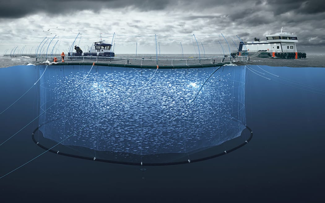 Concept image of how a Blue Endeavour aquaculture pen will look when submerged in the open ocean 7km off Cape Lambert outside the Marlborough Sounds.
