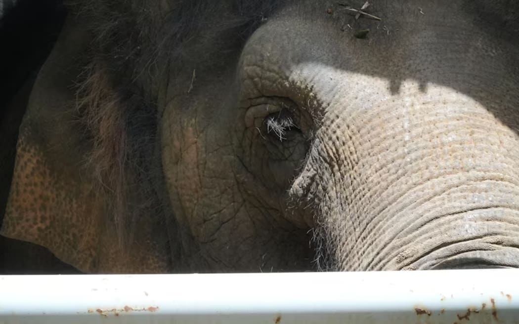 Permai will move to South Australia earlier then expected, after successful crate training at Perth Zoo