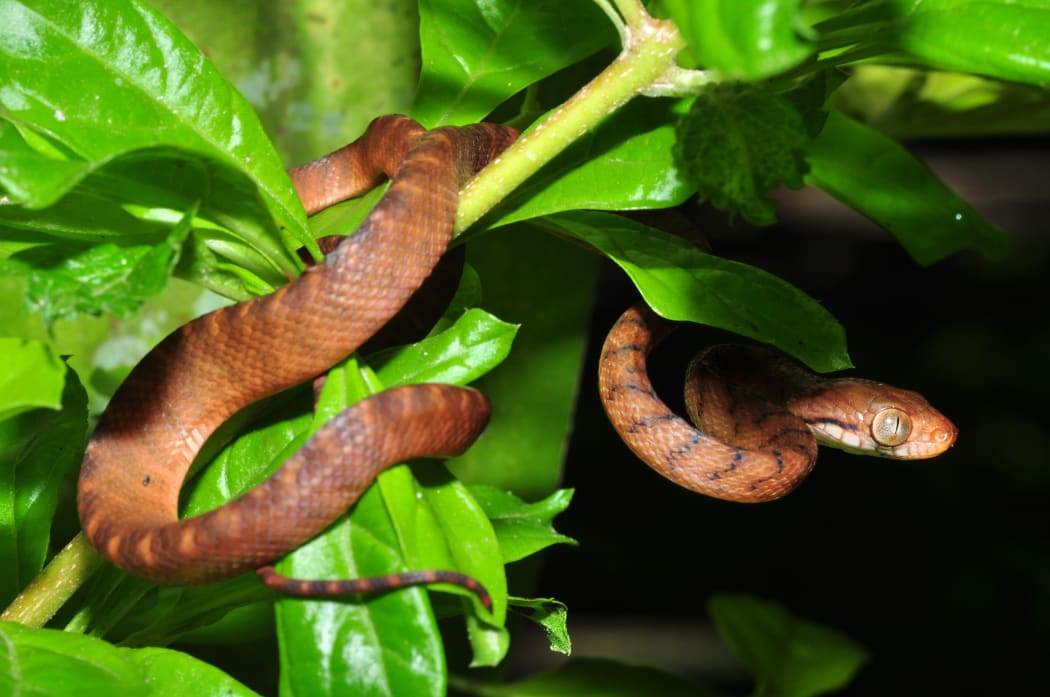 Brown tree snake in Guam