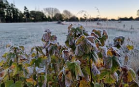 Frost-nipped blackcurrants and a frosty fencepost in rural Canterbury on Friday.