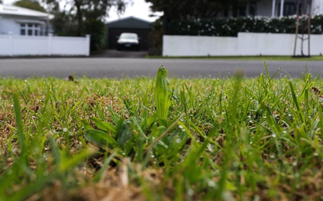 Auckland berm - single use