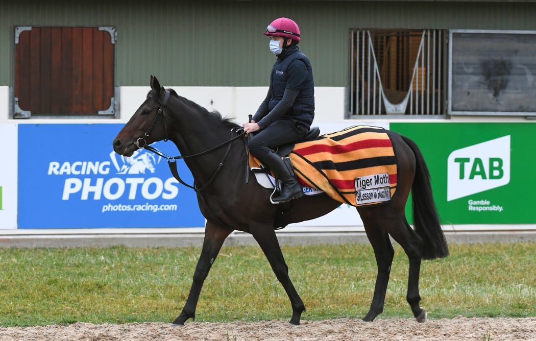 Irish horse Tiger Moth, a favourite for today's Melbourne Cup at training yesterday.