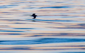 Rako flying low over the water