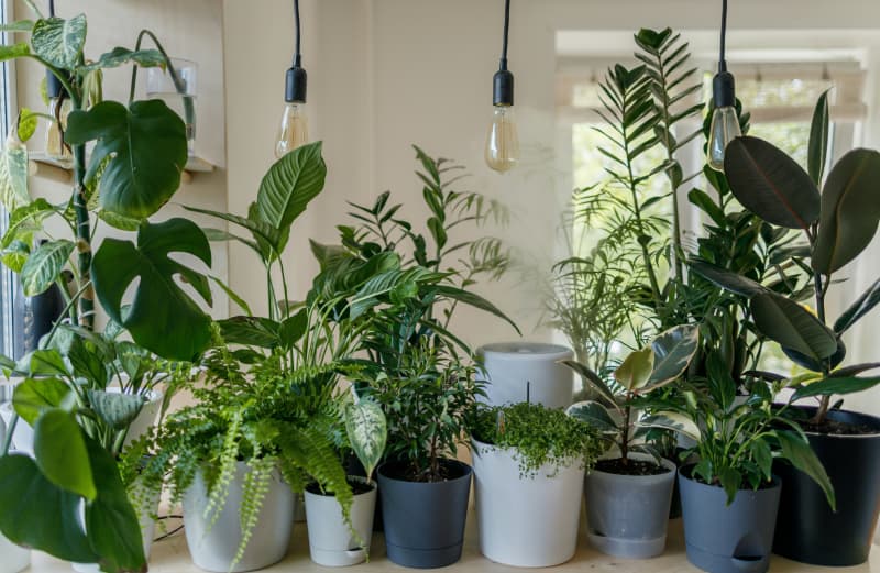 An array of house plants.