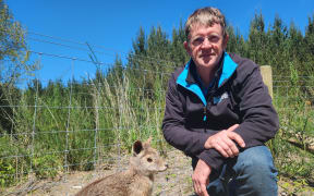 Dale Williams, Bay of Plenty Regional Council Biosecurity Officer responsible for wallabies, pictured with a stuffed wallaby at the wallaby fence in Rotorua