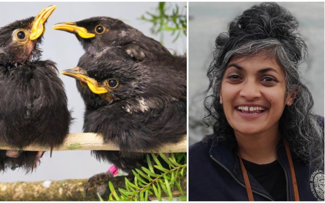 Dr Rashi Parker is Fundraising Manager for BirdCare Aotearoa