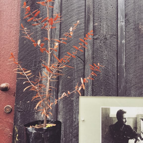 McCahon kauri tree saplings with picture of the artist