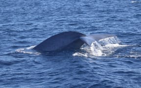 Pygmy blue whale spotted off the coast of Cape Farewell.