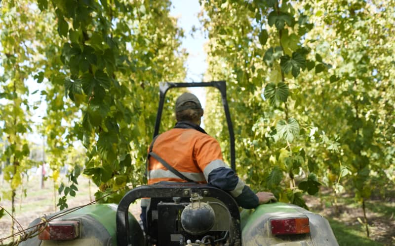 Hop farmers work to brew new markets; expand US, despite export hurdles ...