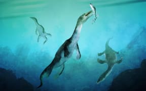 Reconstruction of the oldest sea-going reptile from the Southern Hemisphere. Nothosaurs swimming along the ancient southern polar coast of what is now New Zealand around 246 million years ago