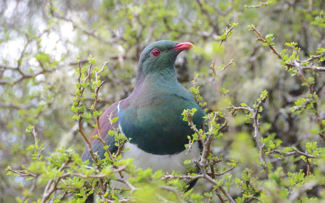 Kereru