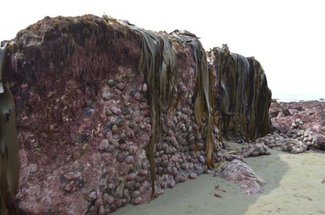 The Kaikoura seabed rose out of the ground after the 7.8 magnitude earthquake.