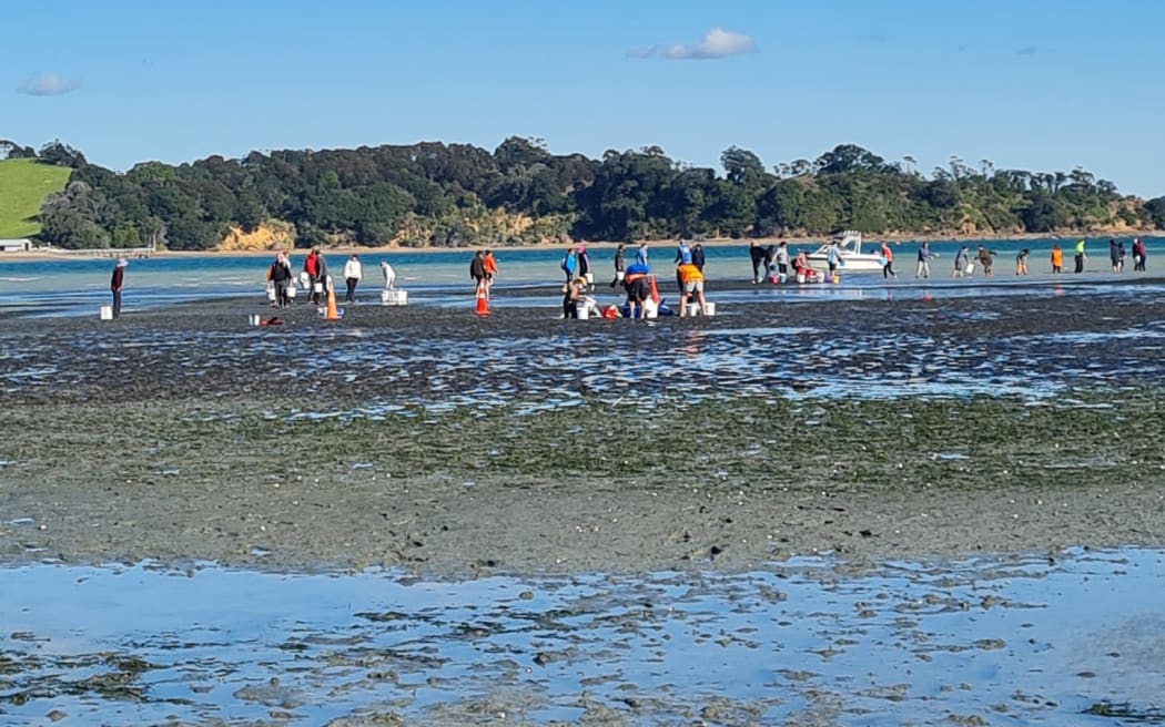 Dolphin stranding at Whakanewha Bay on Waiheke Island