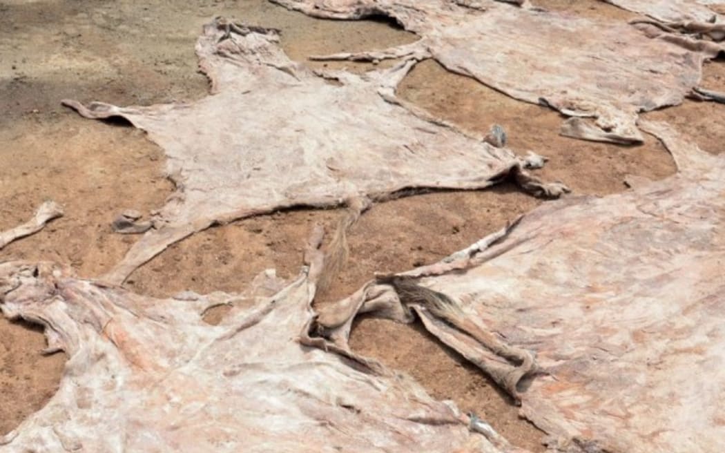 Donkey skins drying in the sun at the Star Brilliant abattoir in Kenya.