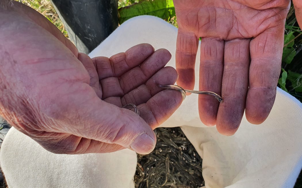 The season for catching the juvenile fish has been reduced by six weeks in most parts of New Zealand this year to help sustain fish numbers.