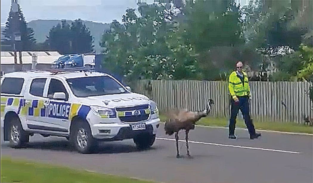 The emu, believed to be called Henry, is herded by a slightly bemused police officer.