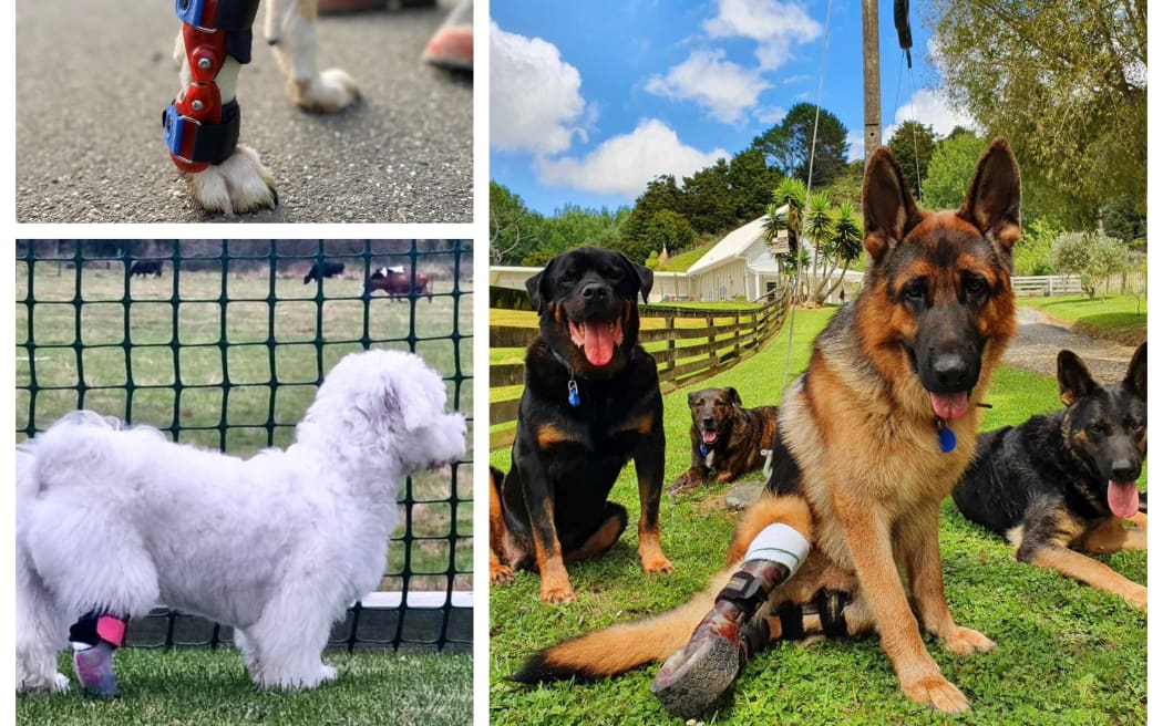 3 pictures - first, German Shepherd with false leg sitting with other German Shepherds and a  Rottweiler, second image, is a dogs leg with orthotic brace and bottom left is a small, white fluffy dog with false leg prosthetic.