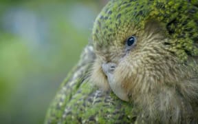 A close-up of a speckled green parrot.
