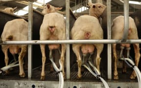 Four sheep in close up from behind showing udders