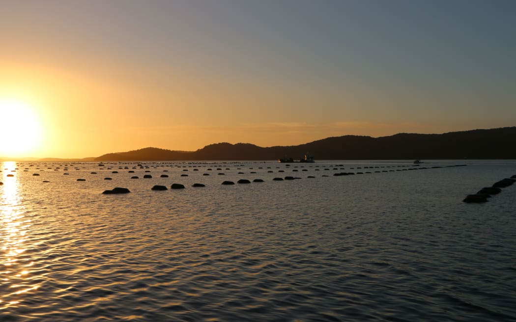 Big Glory Bay's waters are peppered with black buoys, marking the oyster and mussel farms there.