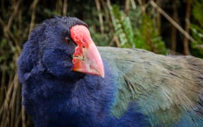 Takahe