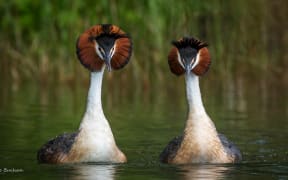 Pair of pūteketeke Australasian crested grebe.