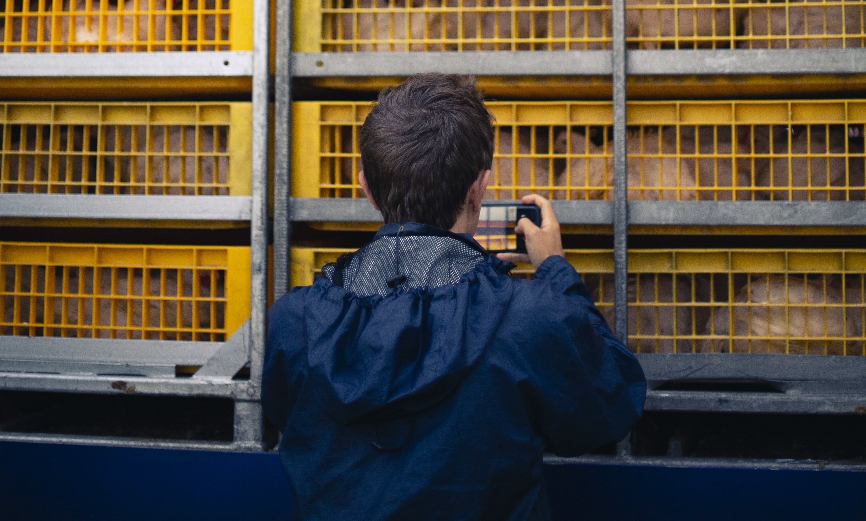 An Auckland Save Movement animal rights activist photographs a chicken transporter at Tegel, Henderson