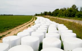Bales of silage wrapped up on a farm.