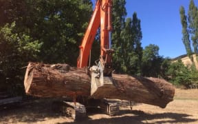 Part of the Totara tree.