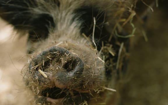A close-up of a pig's snout covered in hay.