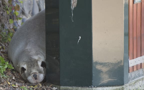 Sea lion Moana sleeps metres away from a statue of her great-grandmother 'Mum'.
