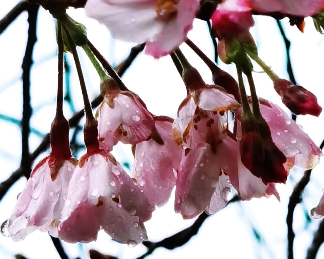 Cherry blooms.