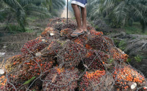 A worker stands on palm oil seeds in the back of a truck at a plantation area in Pelalawan, Riau province in Indonesia's Sumatra island.