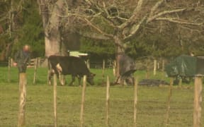 Farmwatch's latest investigation involves about 10 farms in Taranaki and Waikato, from August this year.