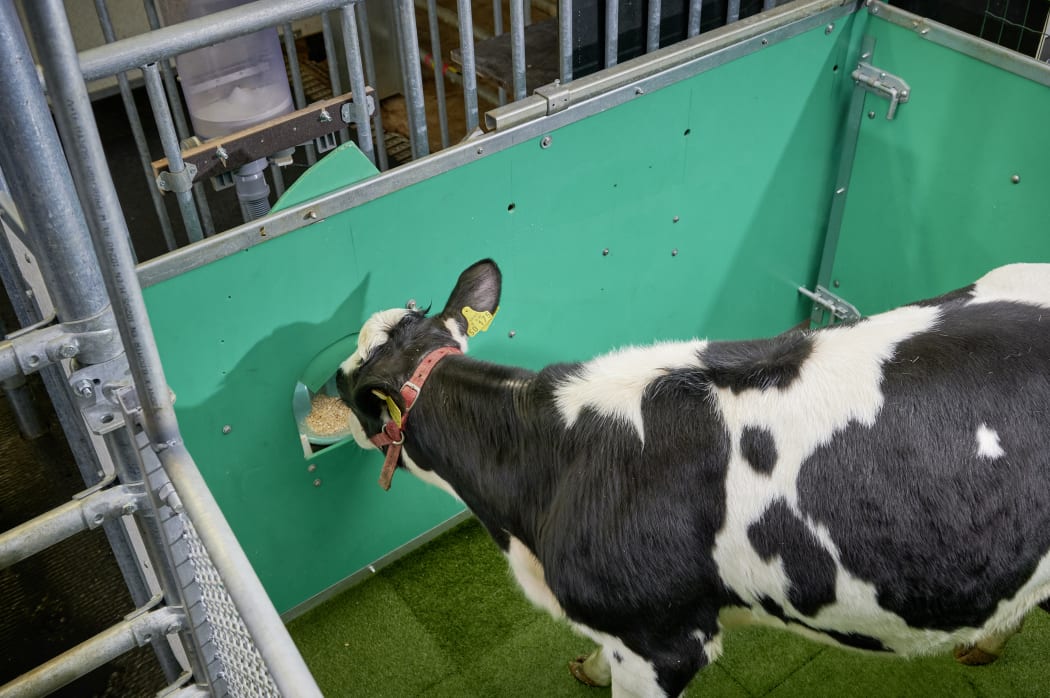 Calf gets its sugar water treat for using the toilet.