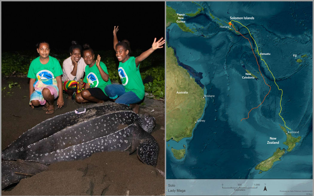 Turtles track southwards