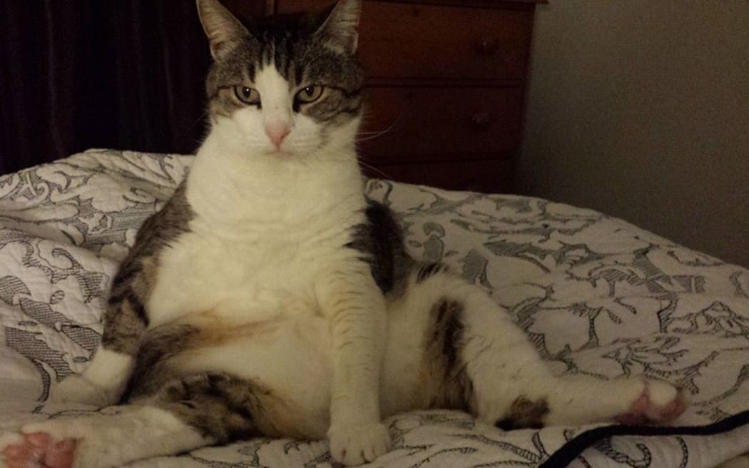 Puss Glorious Puss