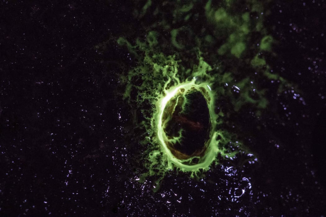 Glow-in-the-Dark Freshwater Snail-Limpet
Latius neritoides